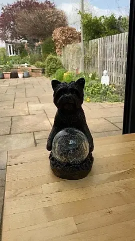 Mystic Dog